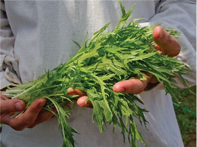 verduras mizuna