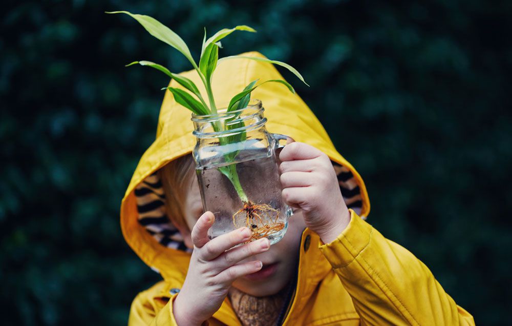 plantas que crecen en agua