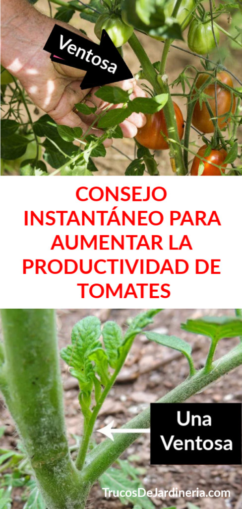 AUMENTAR LA PRODUCTIVIDAD DE TOMATES