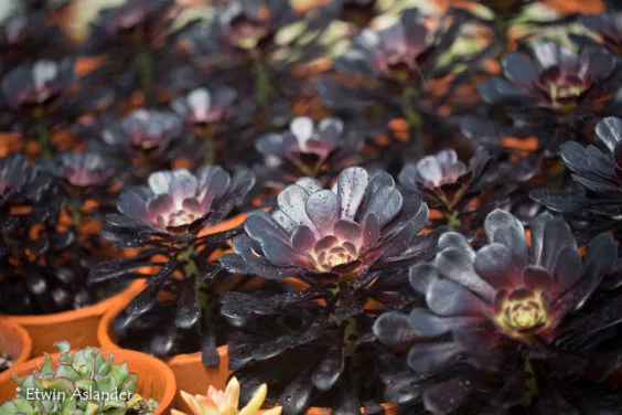 Aeonium
