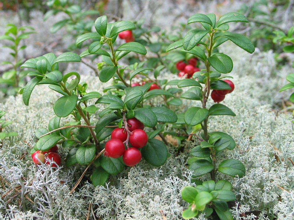 Arandanos De Fruto Encarnado
