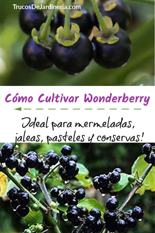 Cómo Cultivar Wonderberry