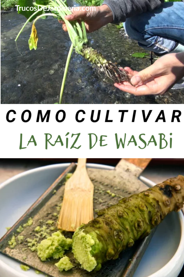 Cómo Cultivar la Raíz de Wasabi