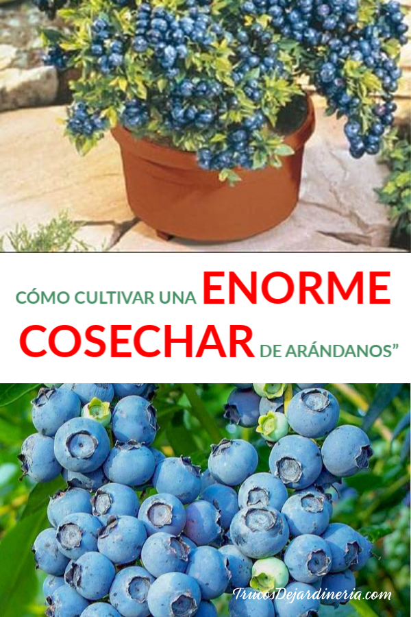 COSECHA DE ARÁNDANOS