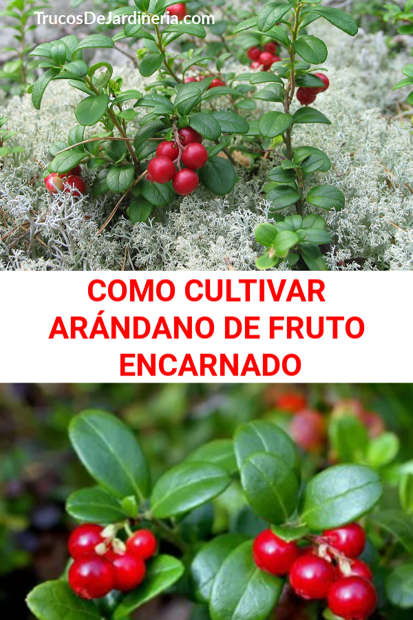 CULTIVAR ARÁNDANO DE FRUTO ENCARNADO