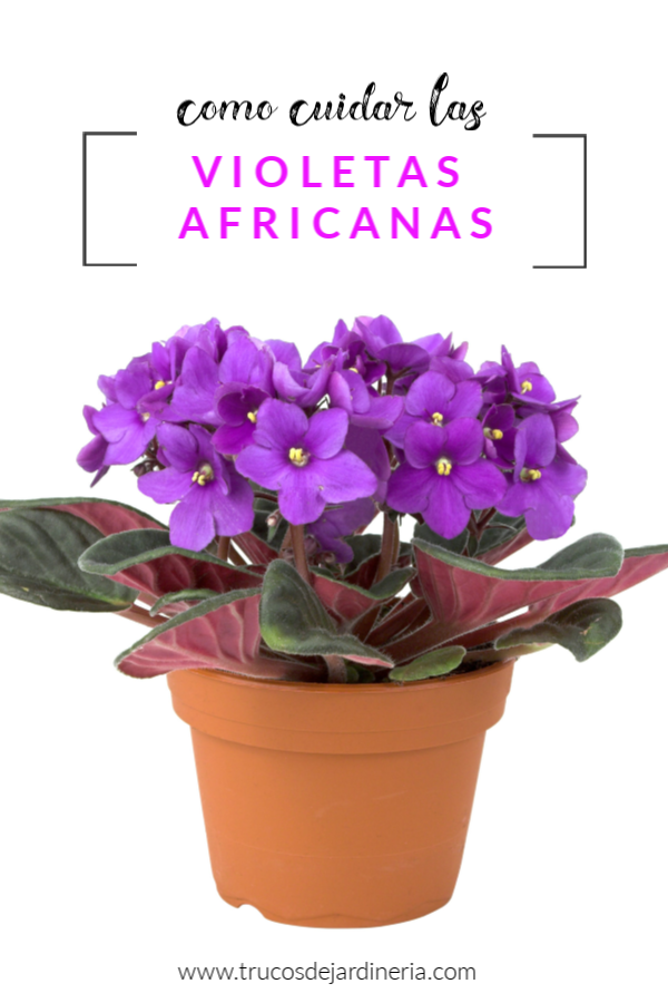 Como Cuidar Las Violetas Africanas