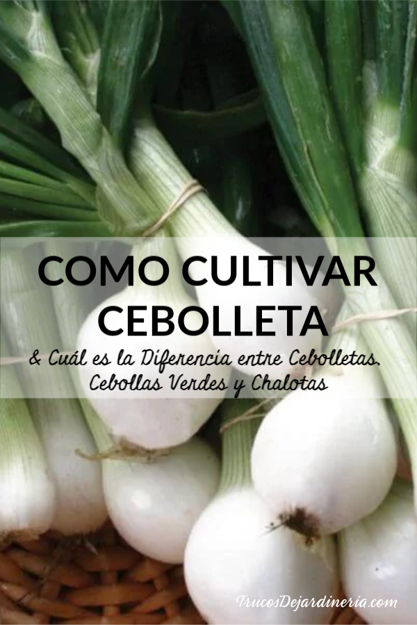 Como Cultivar Cebolleta