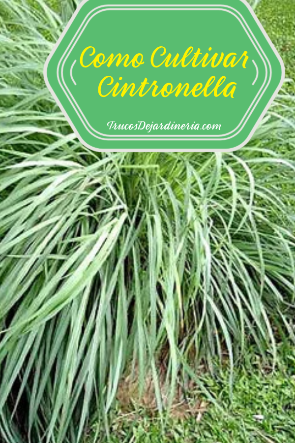 Como Cultivar Citronella