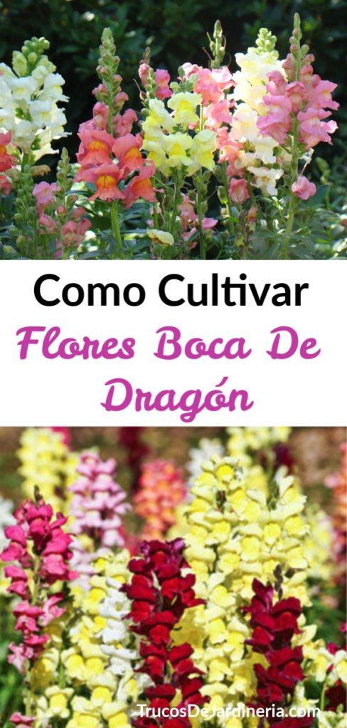 Como Cultivar Flores Boca De Dragón