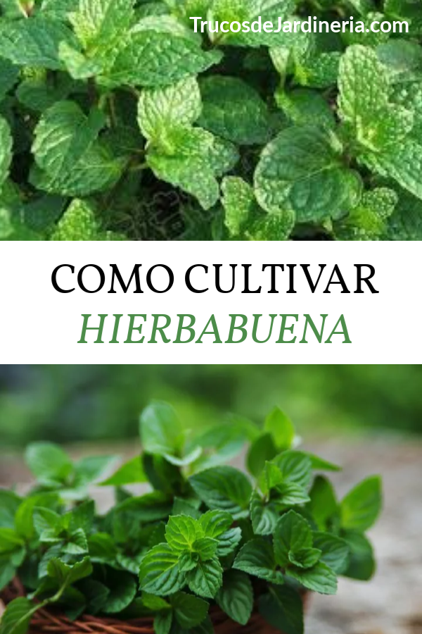 Como Cultivar Hierbabuena