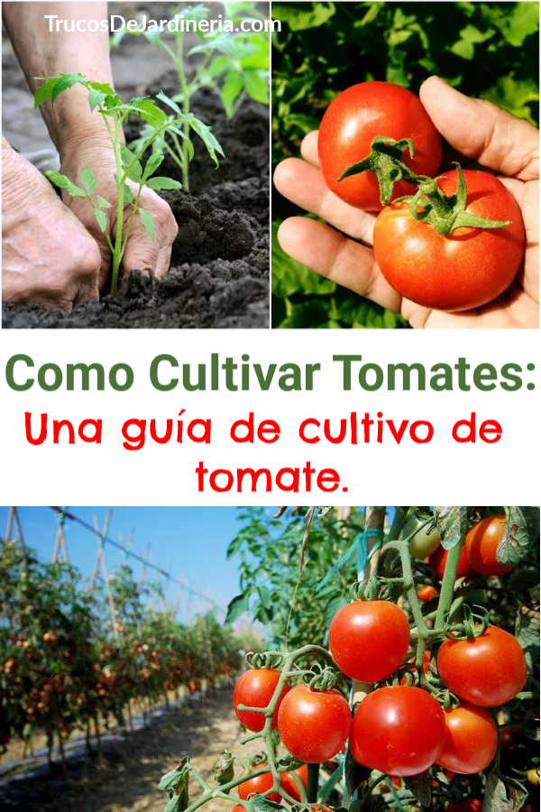 Cultivar Tomates