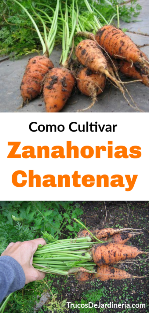 Como Cultivar Zanahorias Chantenay