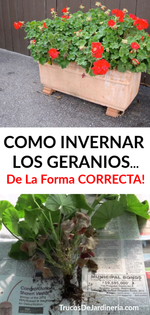 Como Invernar Los Geranios