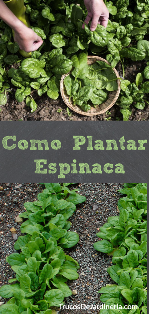 Como Plantar Espinaca
