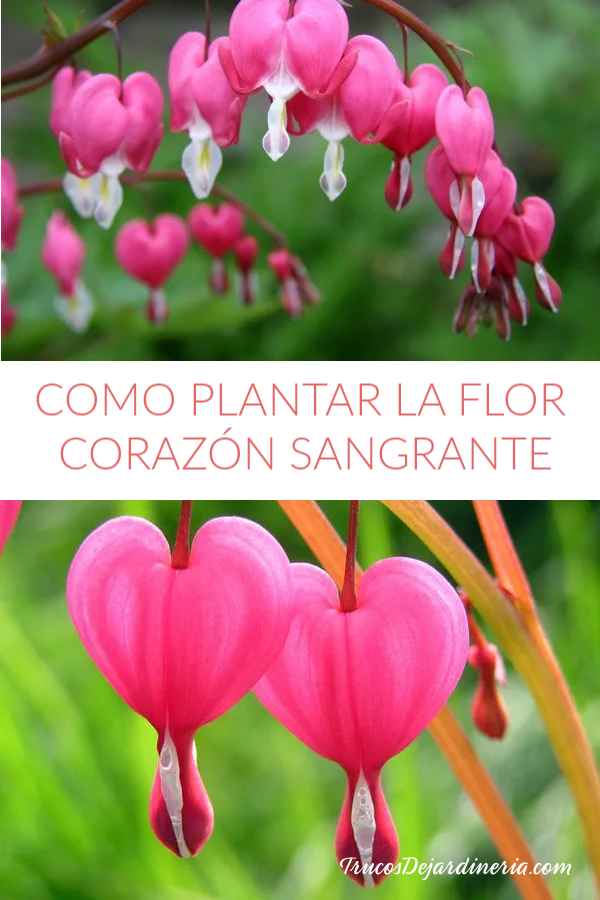 Como Plantar La Flor Corazón Sangrante