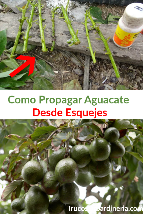 Como Propagar Aguacate Desde Esquejes