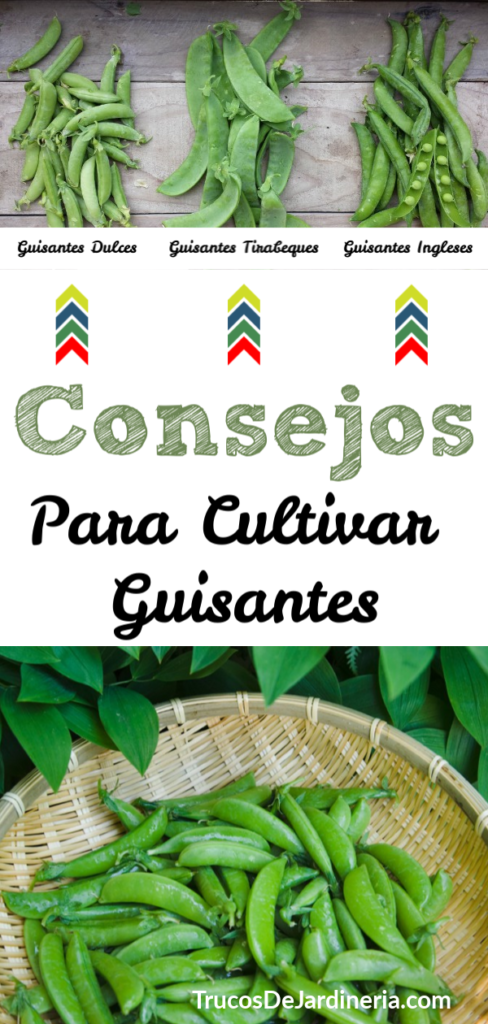 Cultivar Guisantes