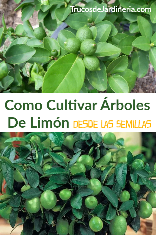 Cultivar Árboles De Limón