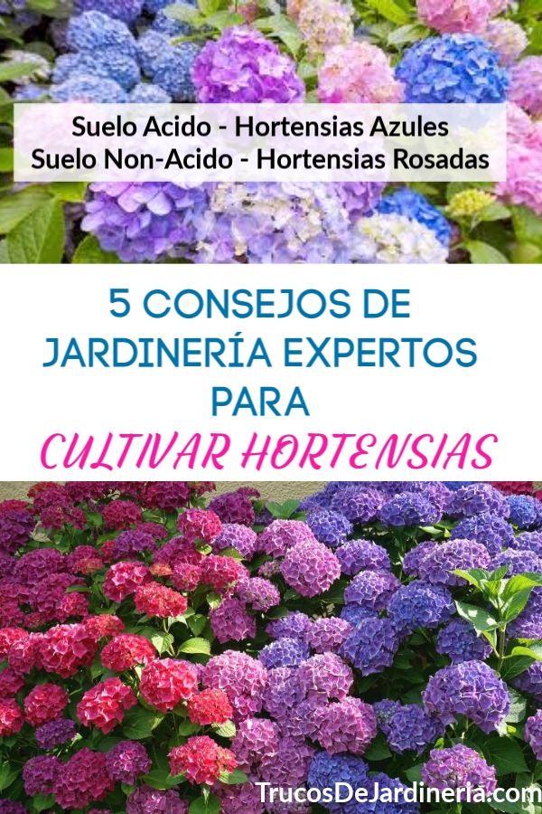 Cultivar Horetensias