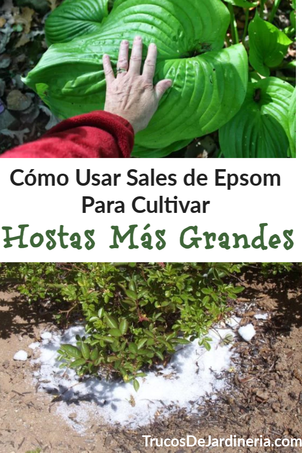 Cultivar Hostas Mas Grandes