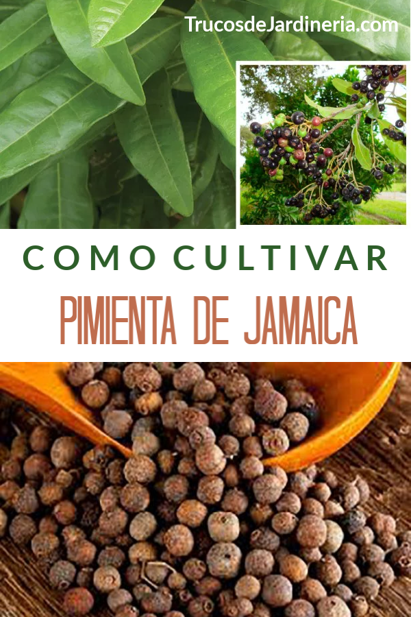 Cultivar Pimienta De Jamaica