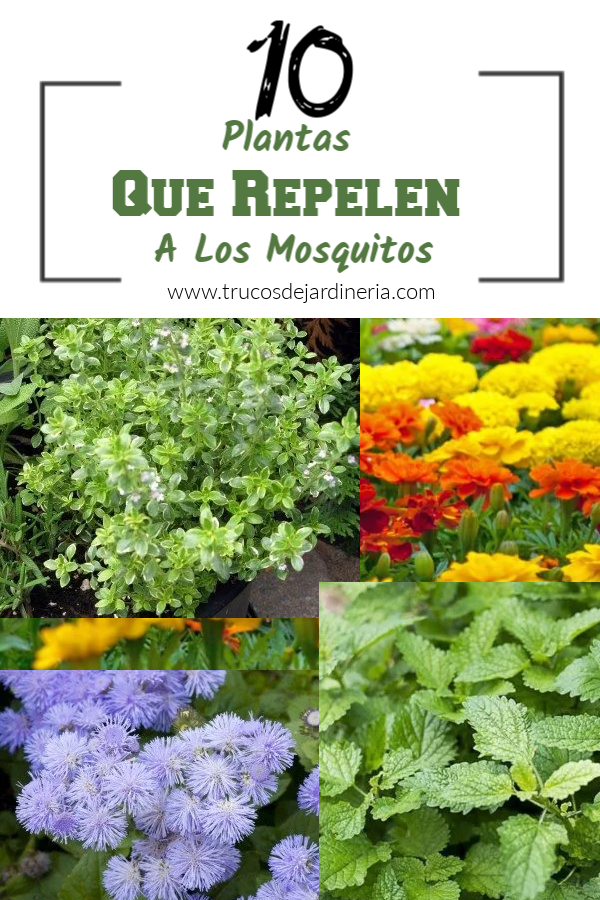Plantas Que Repelen A Los Mosquitos