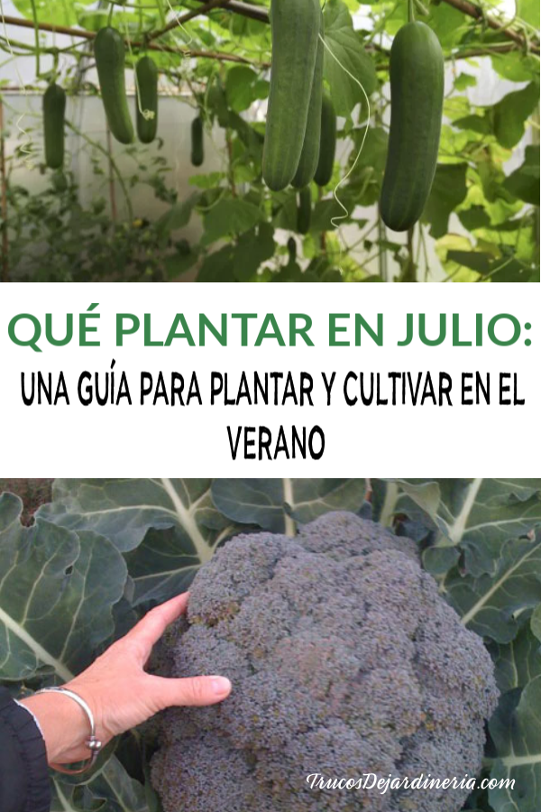 Que Plantar En Julio