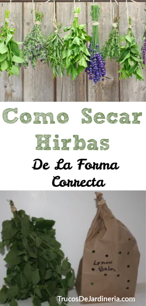Secar Hierbas