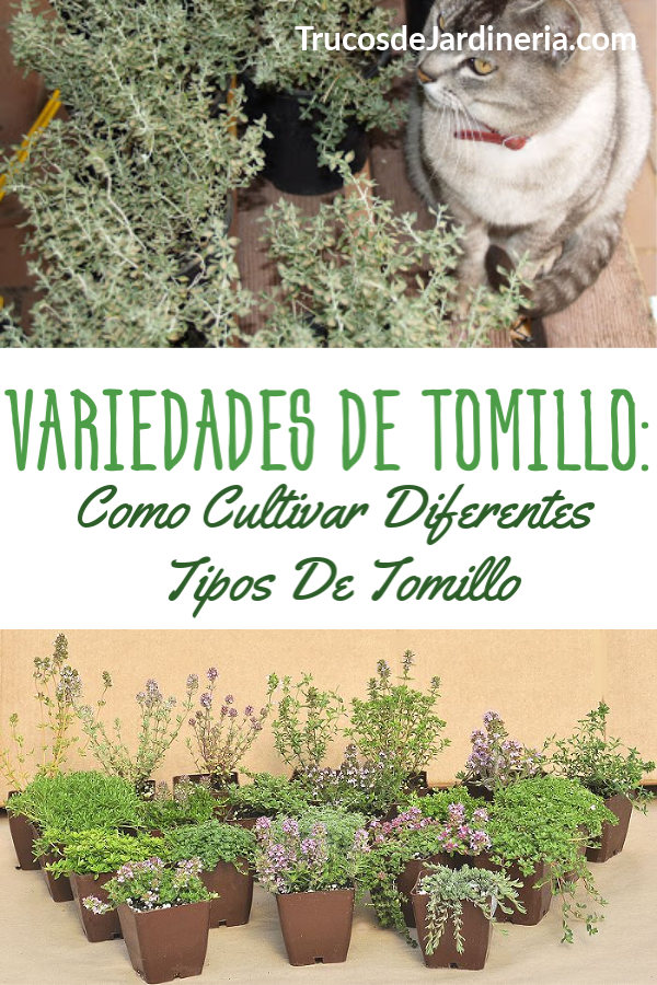 Variedades De Tomillo