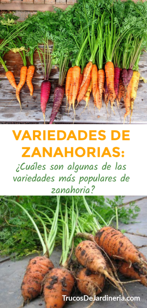 Variedades De Zanahorias