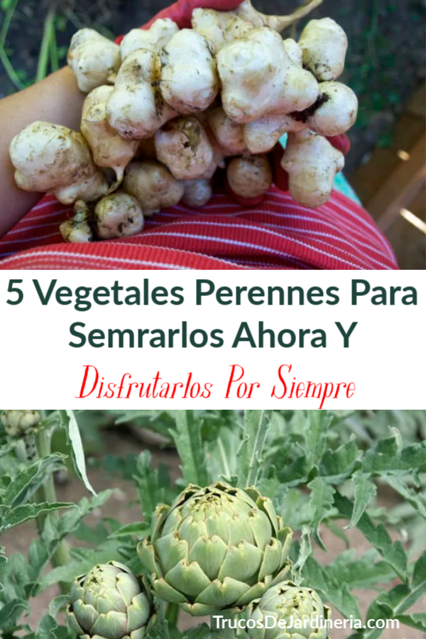 Vegetales Perennes Para Semrarlos Ahora