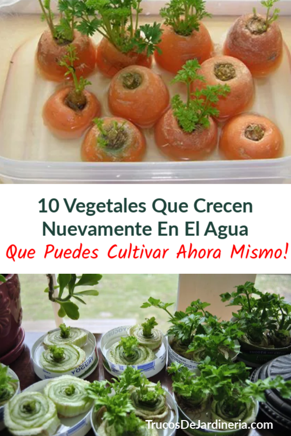 Vegetales Que Crecen Nuevamente En El Agua