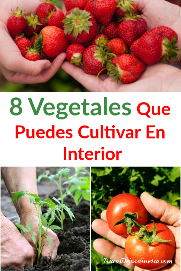 Vegetales Que Crecen En Interior