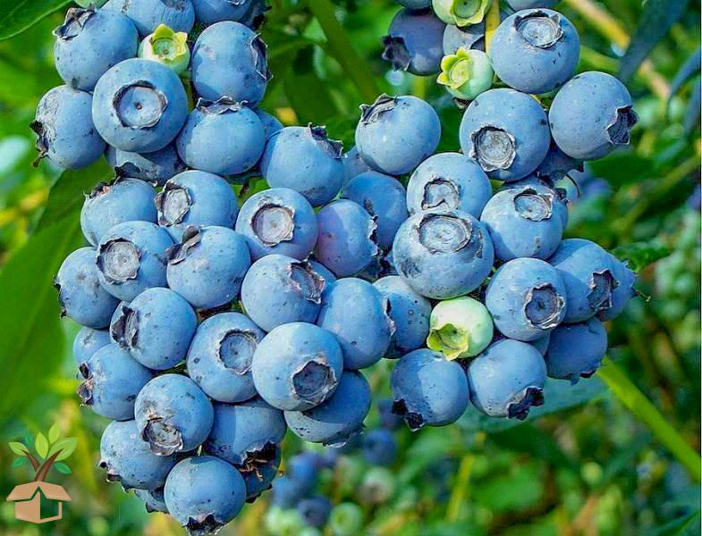 arandanos