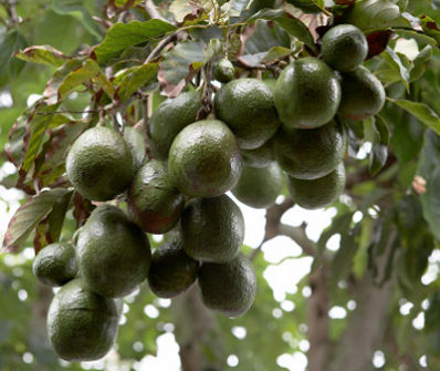 arbol de aguacate
