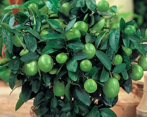 arbol de limon