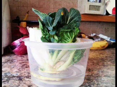 bok choy en agua
