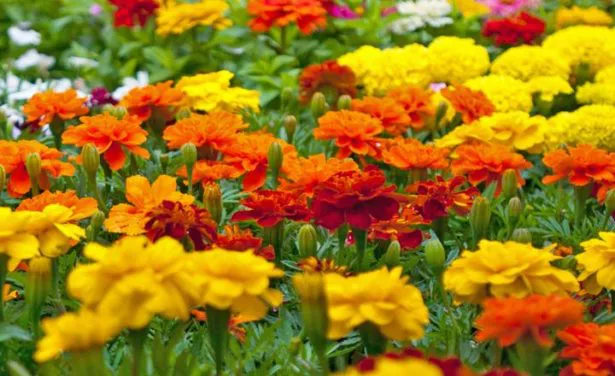 calendulas