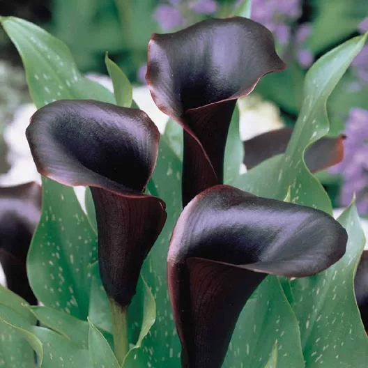 calla estrella negra