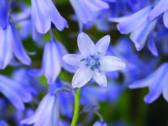 campanillas