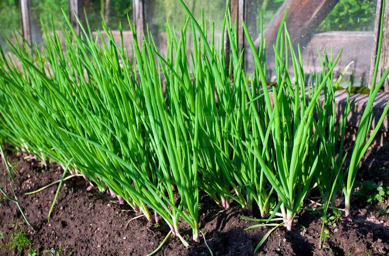 cebollas verdes