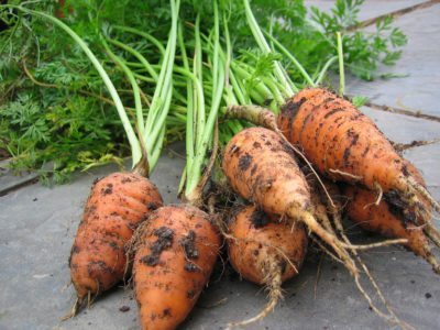 zanahorias chantenay