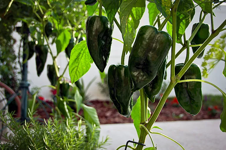 chile poblano