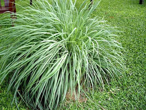 citronella