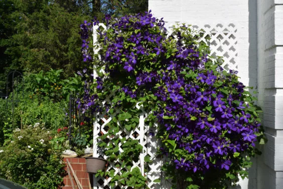 clematis