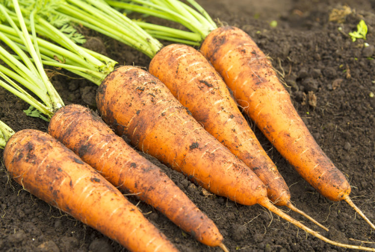 zanahorias danvers