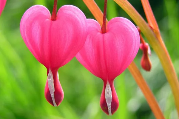 flor corazon sangrante