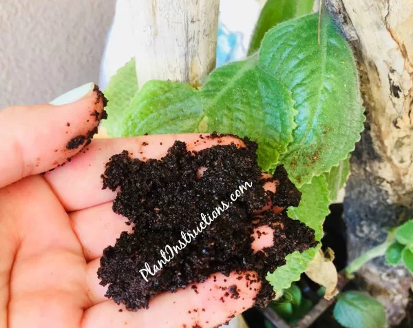 granos de café en el jardín