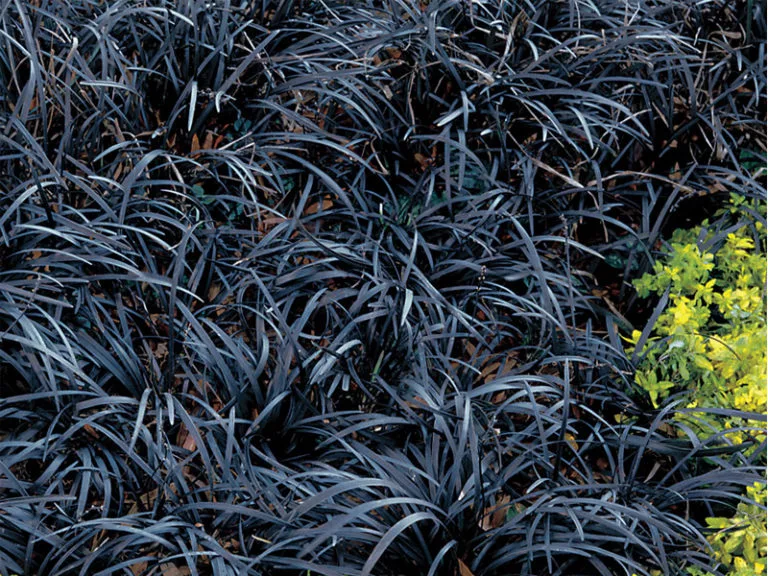 hierba mondo negro