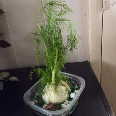 hinojo en agua